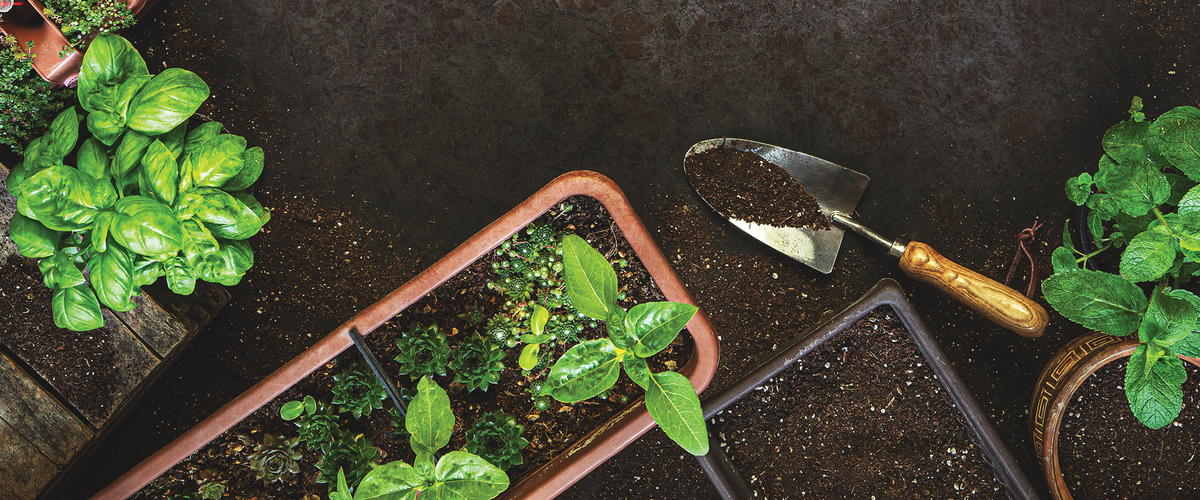 Weekend Workshops - Gardening 