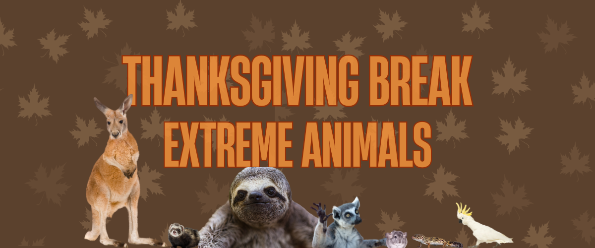 Thanksgiving Break Extreme Animals