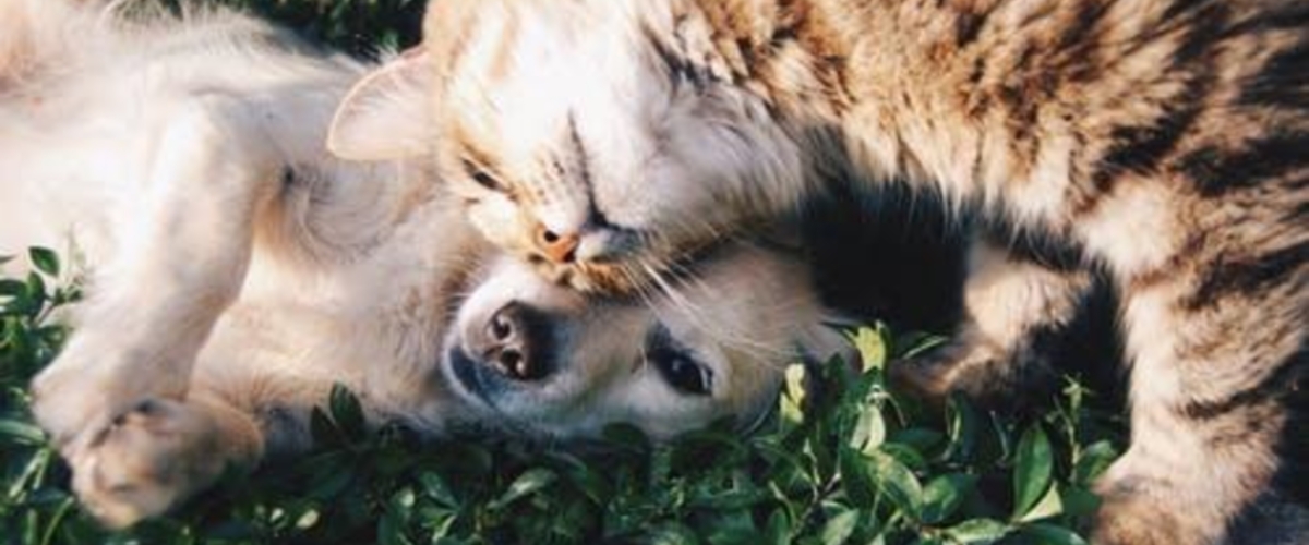 Dog and Cat