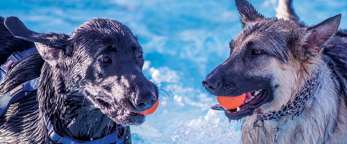 Doggie Paddle 