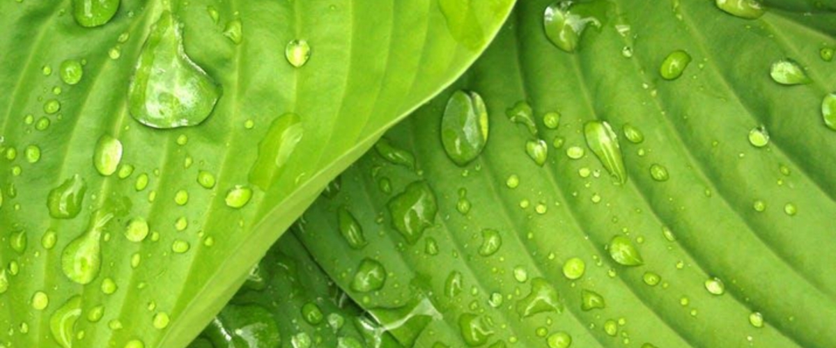 Environmental Services