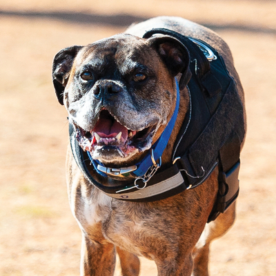 Dogs at the Park