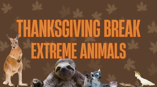 Thanksgiving Break Extreme Animals