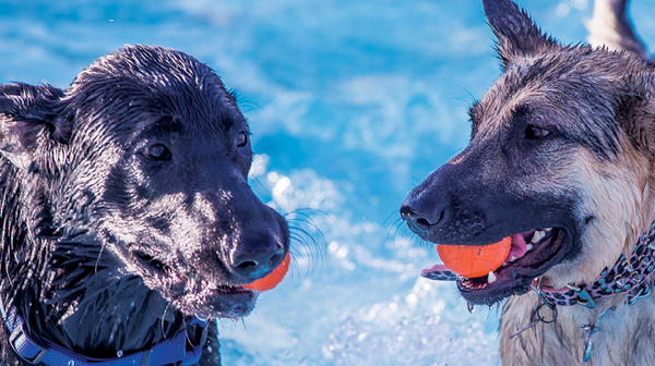 Doggie Paddle 